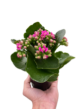 Load image into Gallery viewer, Kalanchoe