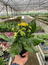 Load image into Gallery viewer, Kalanchoe