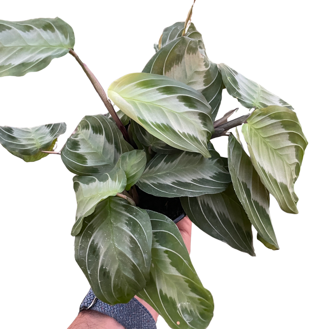 Maranta Silver Band Mickey Hargitay Plants maranta-silver-band-mickey-hargitay-plants
