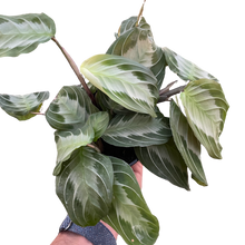 Load image into Gallery viewer, Maranta &#39;Silver Band&#39;
