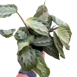silver prayer plant Maranta 'Silver Band'