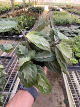 Load image into Gallery viewer, Maranta &#39;Silver Band&#39;