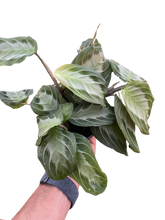 Load image into Gallery viewer, Maranta &#39;Silver Band&#39;
