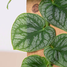 Load image into Gallery viewer, Monstera &#39;Dubia&#39; (Shingle Plant)