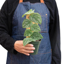 Load image into Gallery viewer, Monstera &#39;Dubia&#39; (Shingle Plant)