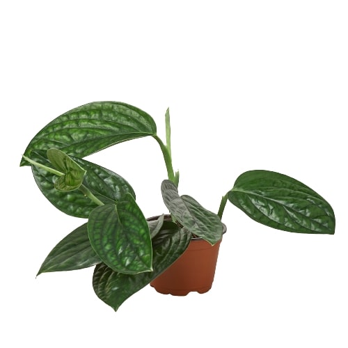 pothos vs monstera Monstera 'Peru' 4" Pot