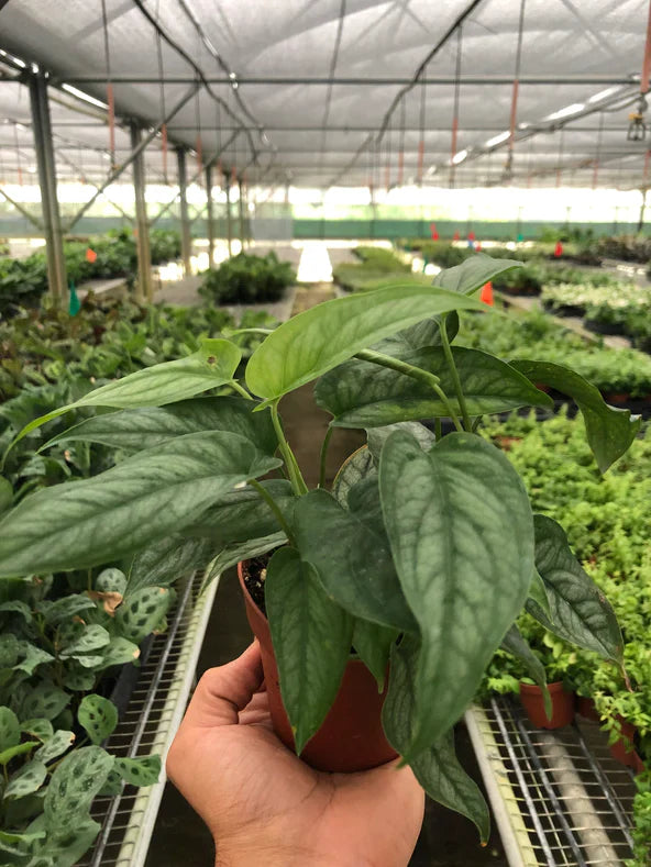 monstera siltepicana Monstera 'Siltepecana' – Mickey Hargitay Plants