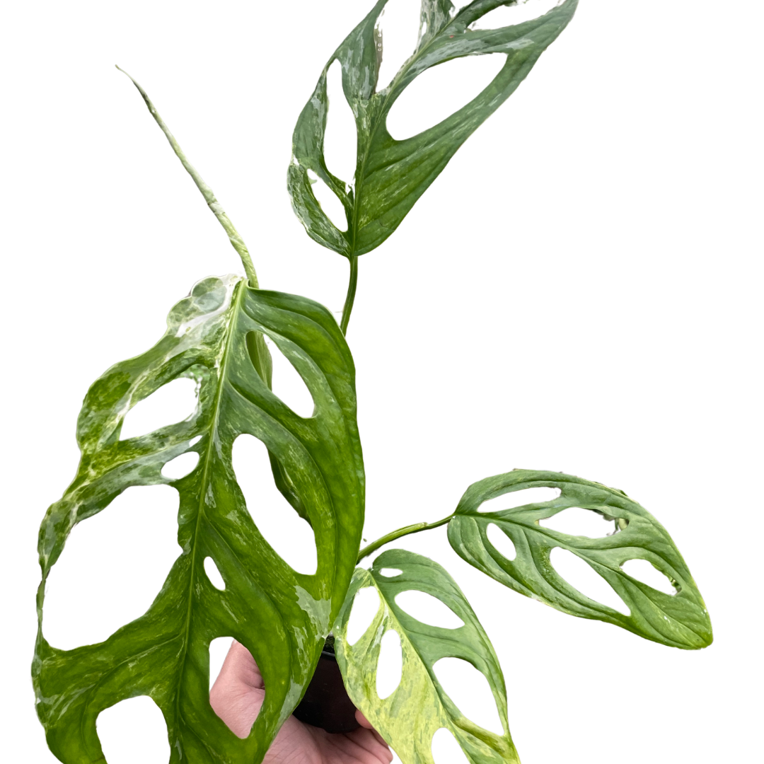 swiss cheese plant variegated Monstera Adansonii 'Swiss Cheese Variegated'