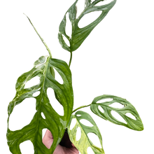 Load image into Gallery viewer, Monstera Adansonii &#39;Swiss Cheese Variegated&#39;
