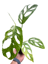 Load image into Gallery viewer, Monstera Adansonii &#39;Swiss Cheese Variegated&#39;