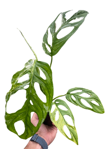 Monstera Adansonii 'Swiss Cheese Variegated'