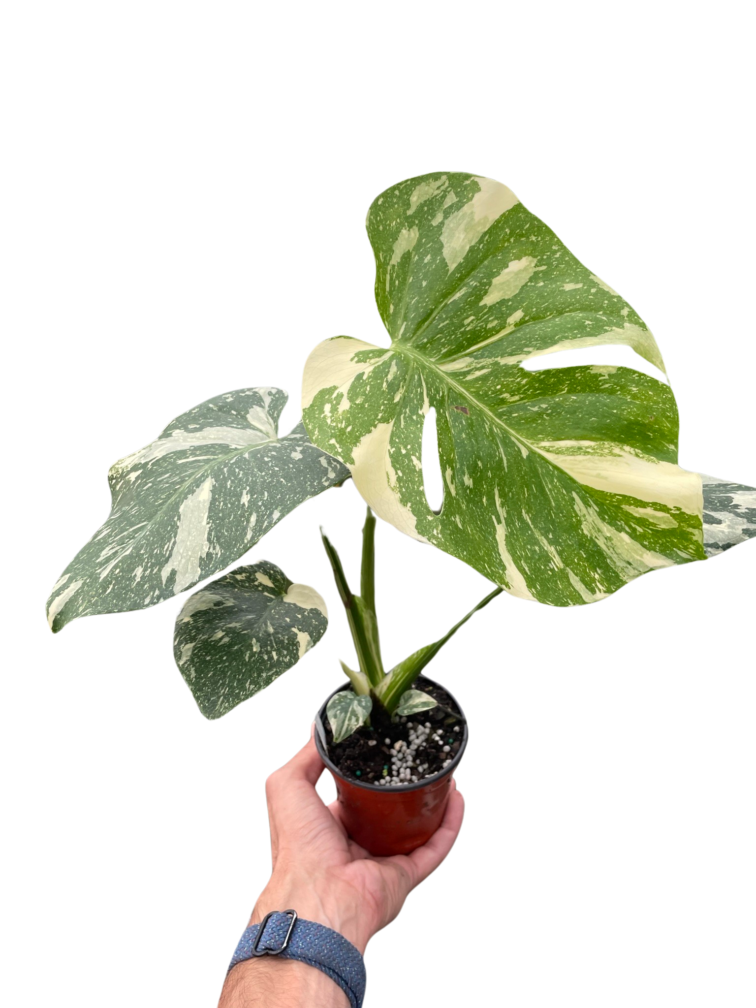 monstera thai constellation #1 Monstera Thai Constellation/ Variegated /Tropical