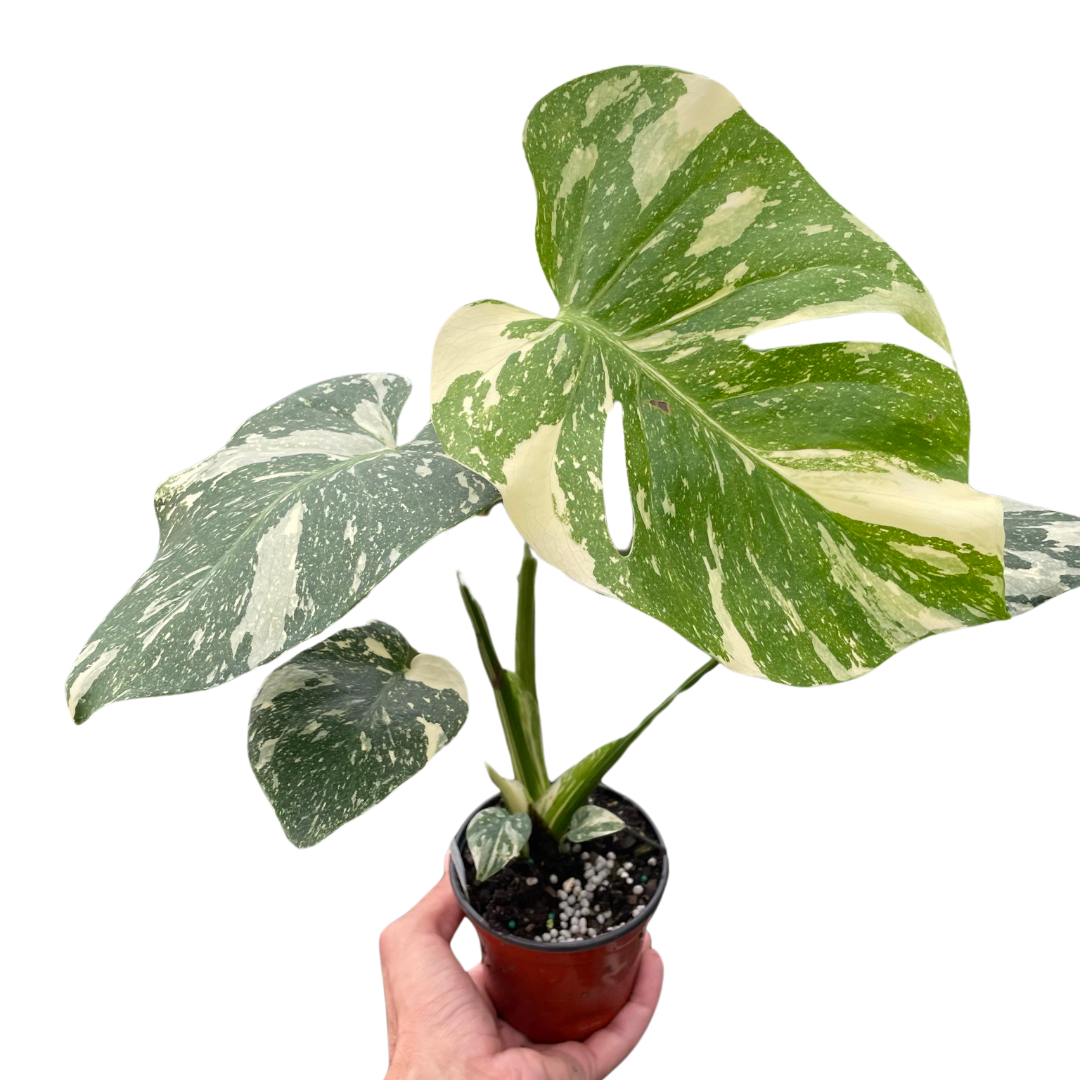 📬 Monstera 'Thai Constellation' – Mickey Hargitay Plants