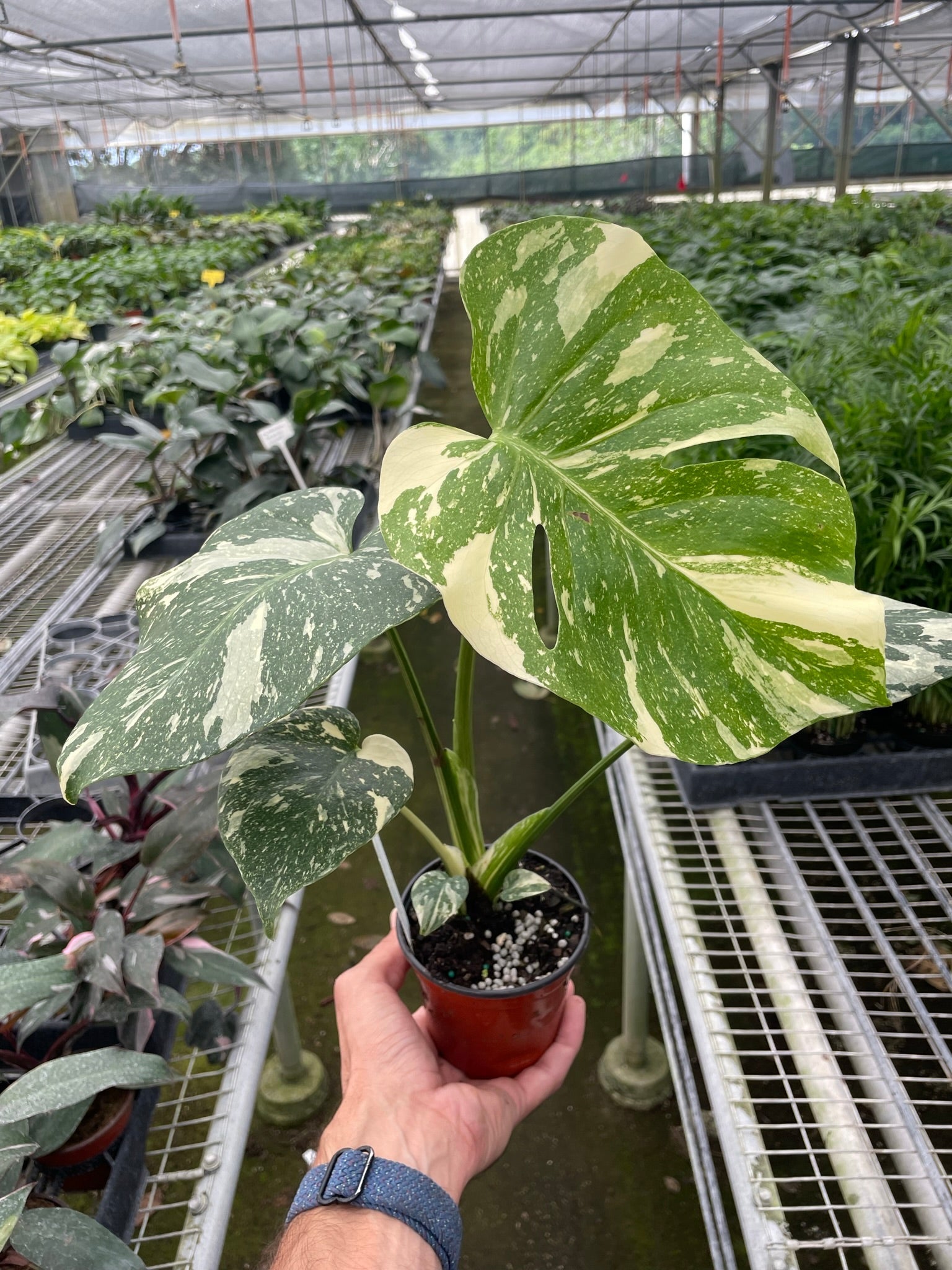 monstera mickey mouse π¬ Monstera 'Thai Constellation' β Mickey Hargitay Plants