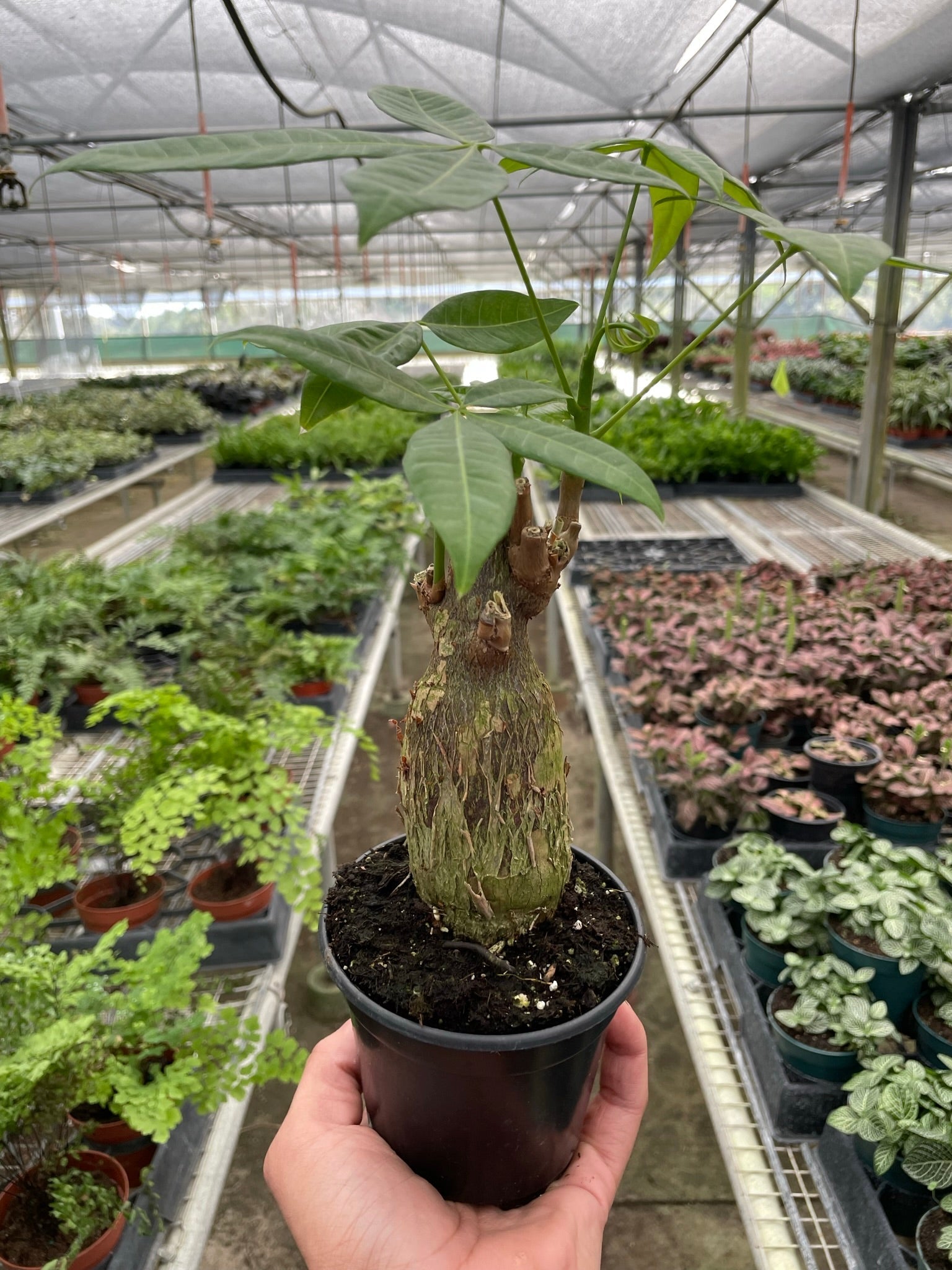 money tree spartanburg sc Money Tree 'Guiana Chestnut' Pachira Stump – Mickey Hargitay Plants