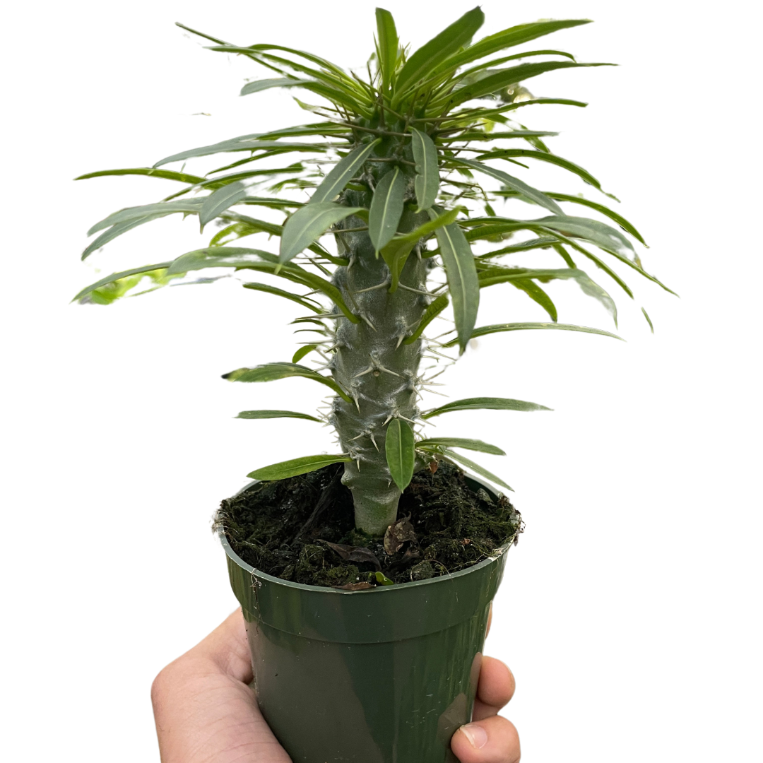 madagascar palm house plant Pachypodium 'lamerei' (Madagascar Palm)