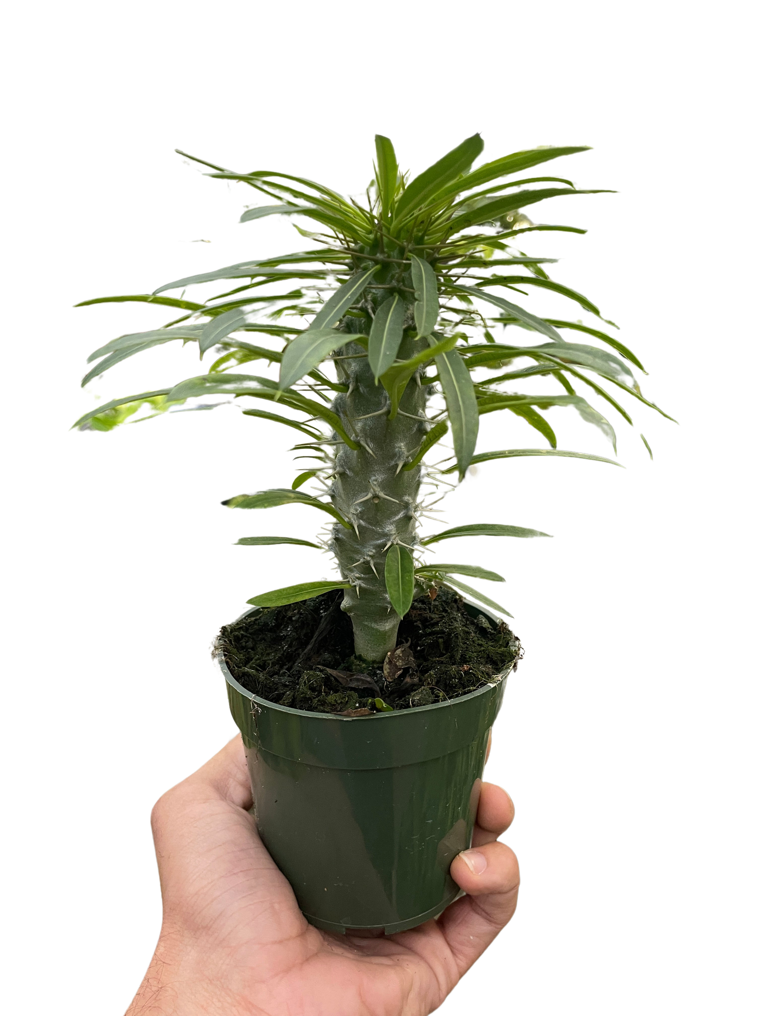 madagascar plant indoor Pachypodium 'lamerei' (Madagascar Palm) – Mickey Hargitay Plants