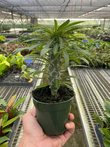 palm succulent plant Pachypodium 'lamerei' (Madagascar Palm) – Mickey Hargitay Plants