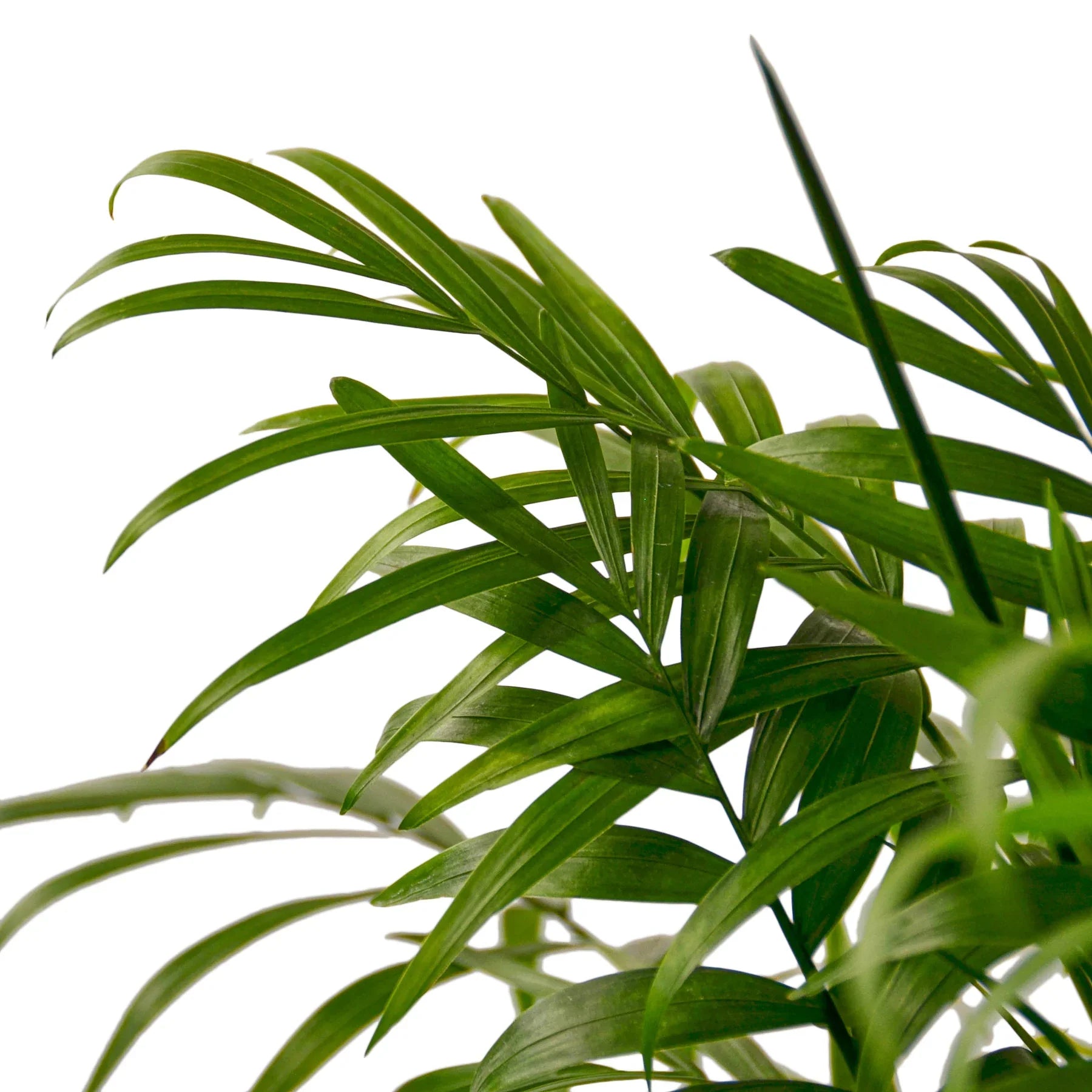 brown tips parlor palm Parlor Palm – Mickey Hargitay Plants