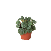 Load image into Gallery viewer, Peperomia &#39;Burbella&#39;