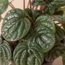 Load image into Gallery viewer, Peperomia &#39;Burbella&#39;
