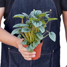 Load image into Gallery viewer, Peperomia &#39;Frost&#39;