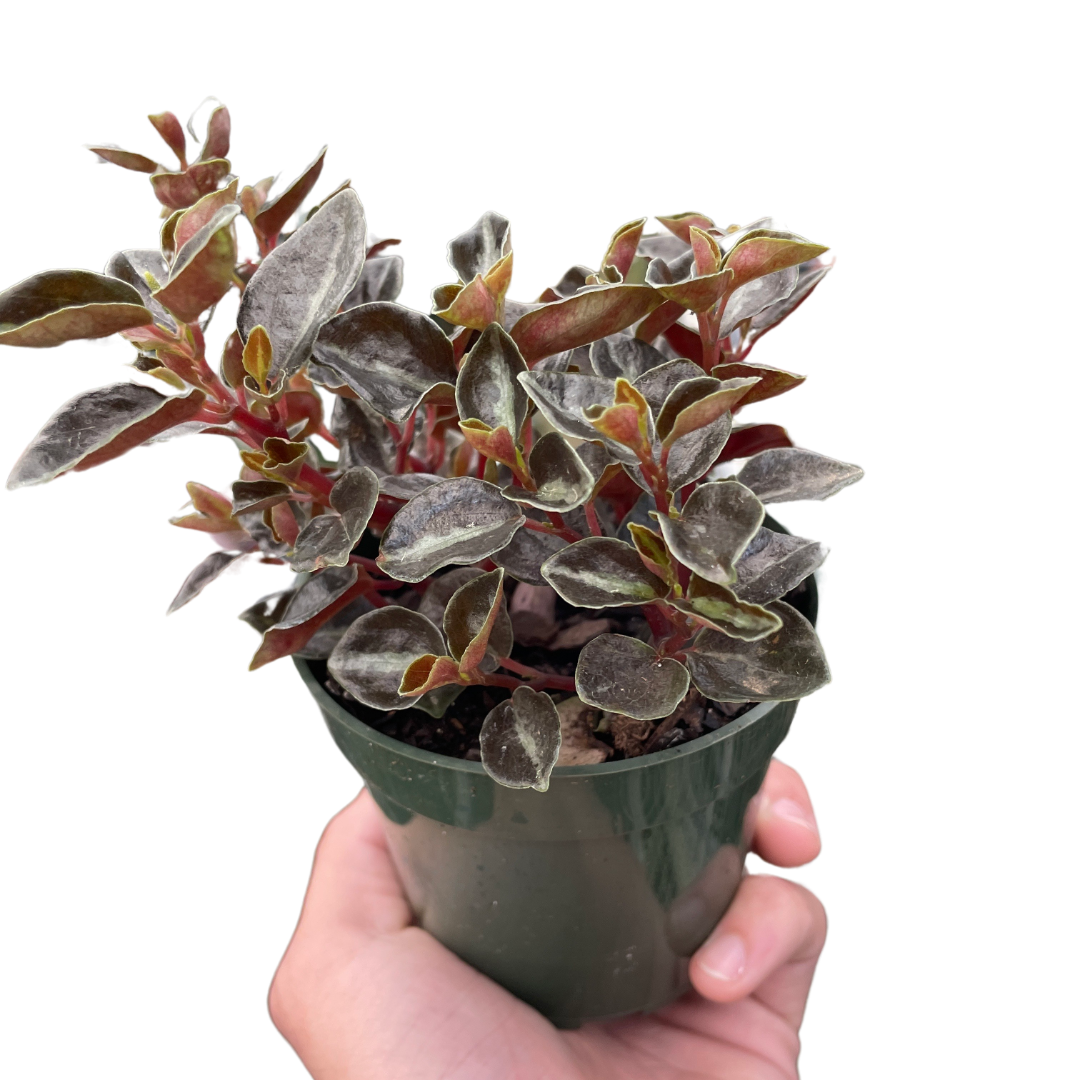 Peperomia 'Metallica' – Mickey Hargitay Plants