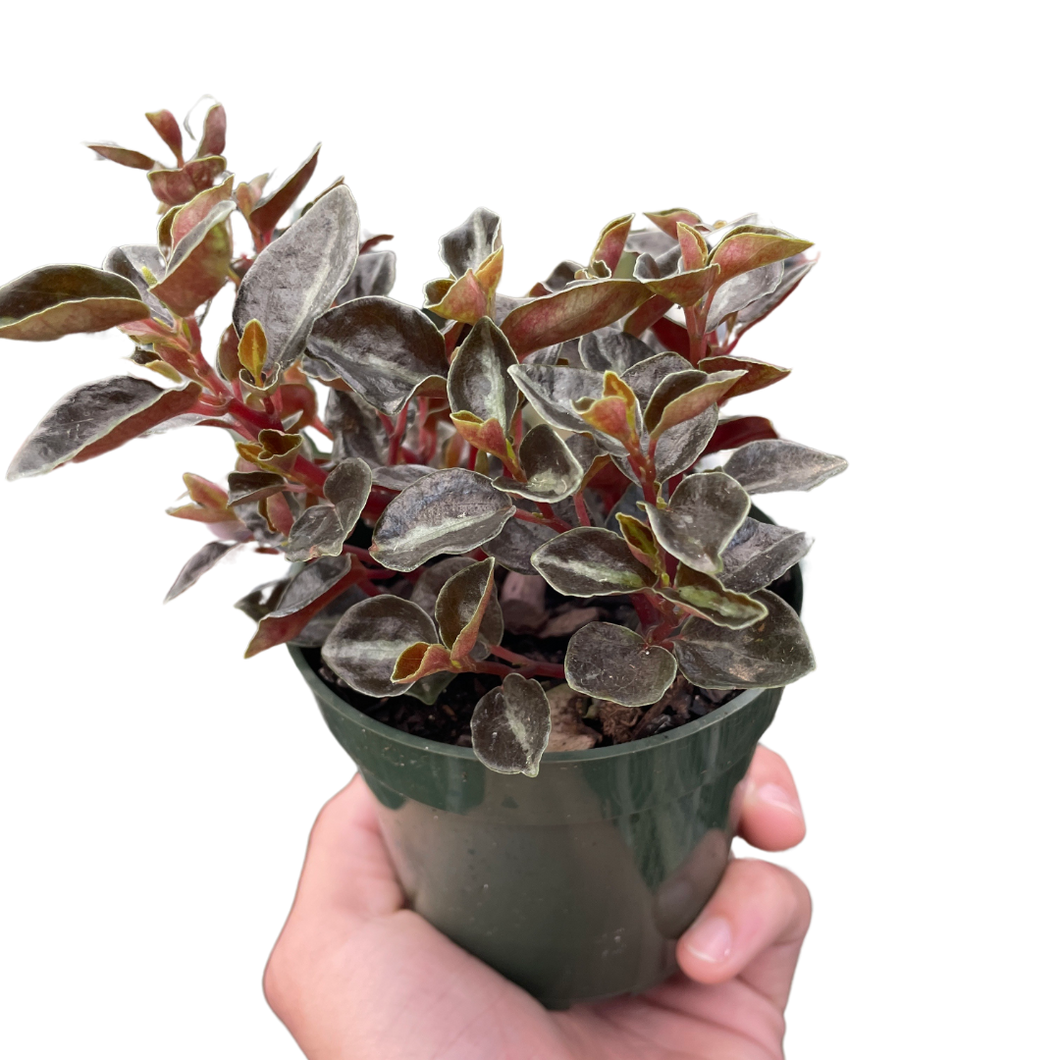 PEPEROMIA RICA var. / ペペロニア メタリカ② Peperomia 'Metallica' – Mickey Hargitay Plants