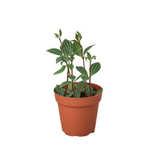 Load image into Gallery viewer, Peperomia &#39;Parallel&#39;