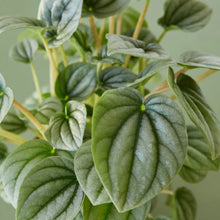 Load image into Gallery viewer, Peperomia &#39;Frost&#39;