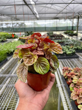 Load image into Gallery viewer, Peperomia &#39;Quito&#39;