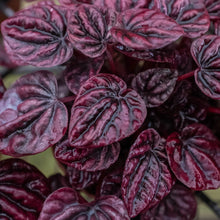 Load image into Gallery viewer, Peperomia &#39;Ripple Red&#39;