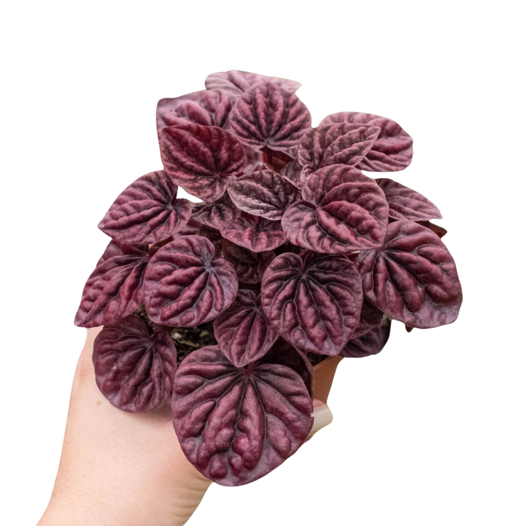 red peperomia succulent Radiator Plant