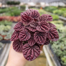 Load image into Gallery viewer, Peperomia &#39;Ripple Red&#39;