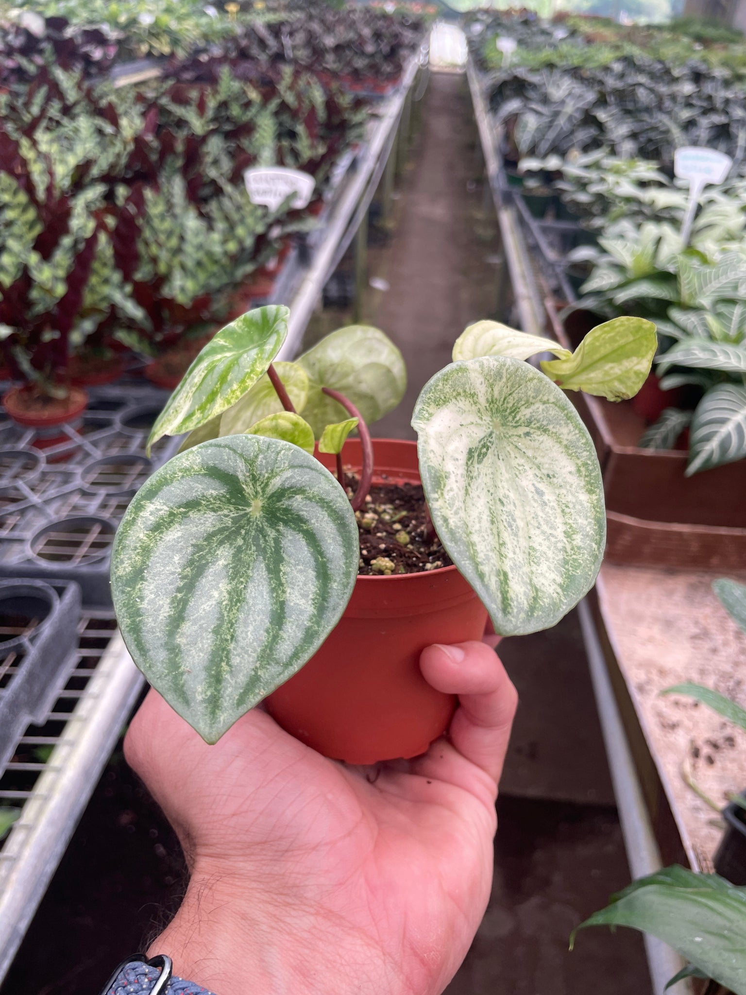 watermelon peperomia potting mix Peperomia 'Watermelon Variegated' – Mickey Hargitay Plants