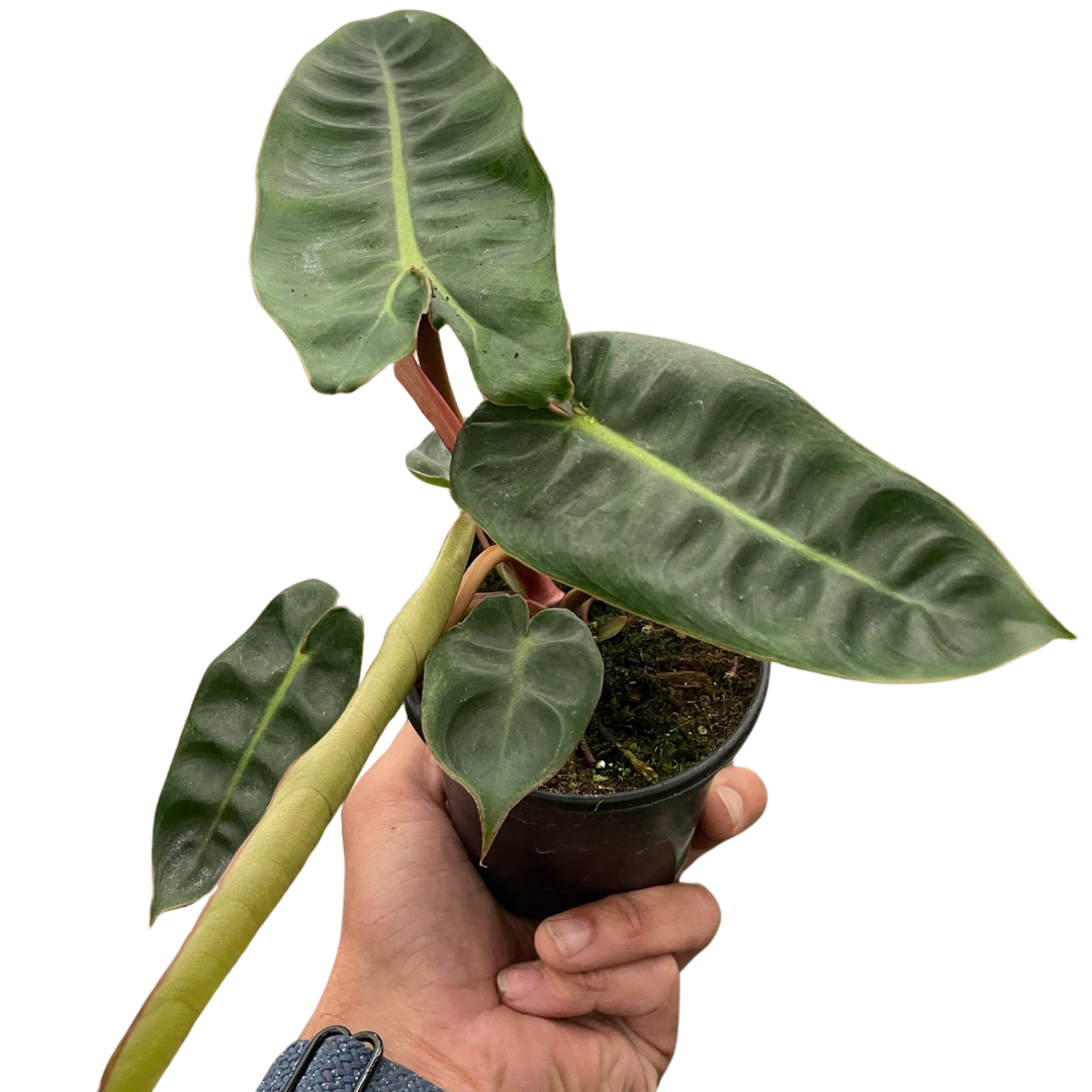 philodendron billie tiae Philodendron 'Billietiae'