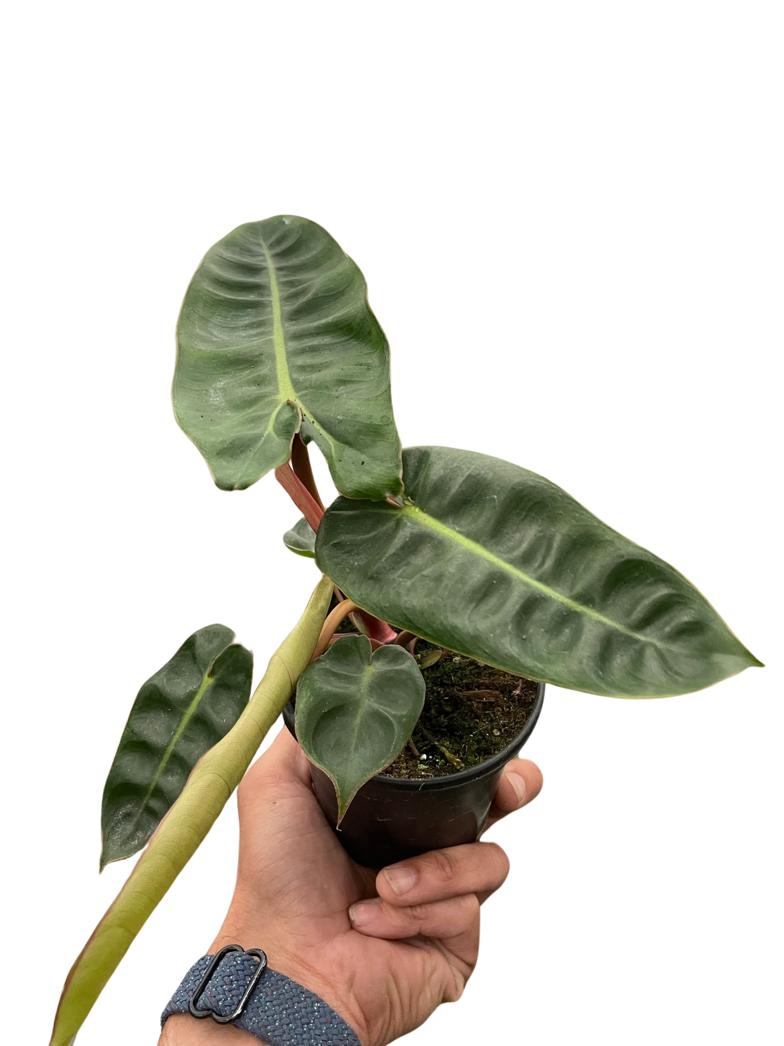 philodendron billietiae x hercules Philodendron 'Billietiae'