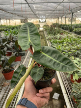 Load image into Gallery viewer, Philodendron &#39;Billietiae&#39;