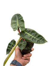 Load image into Gallery viewer, Philodendron &#39;Billietiae&#39;