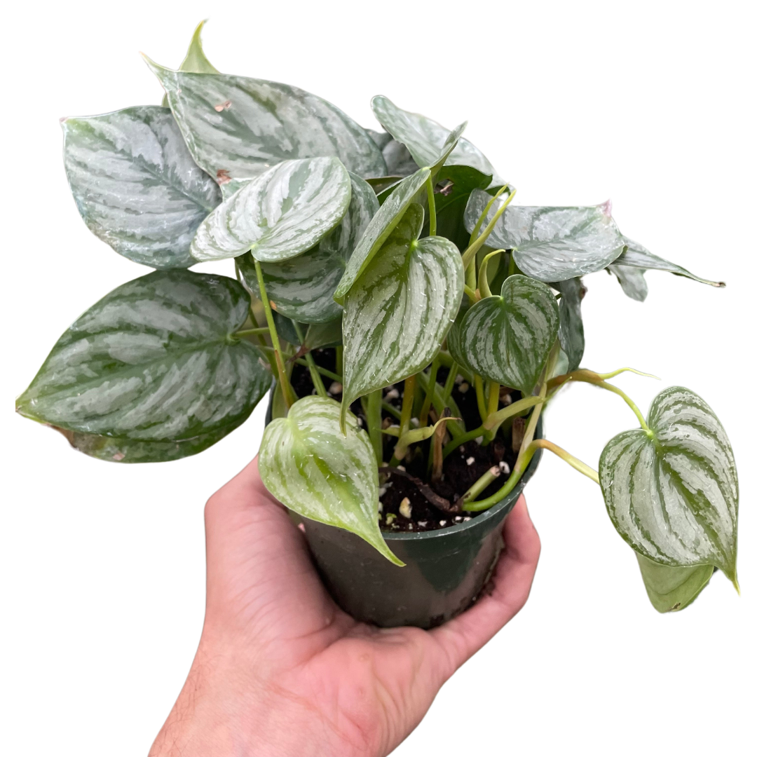 Philodendron 'Brandi' – Mickey Hargitay Plants