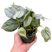 Load image into Gallery viewer, Philodendron &#39;Brandi&#39;
