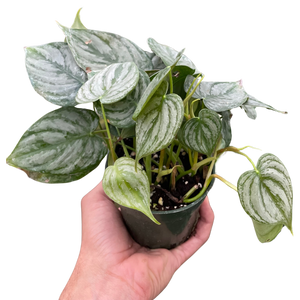philodendron buy Philodendron Brandi