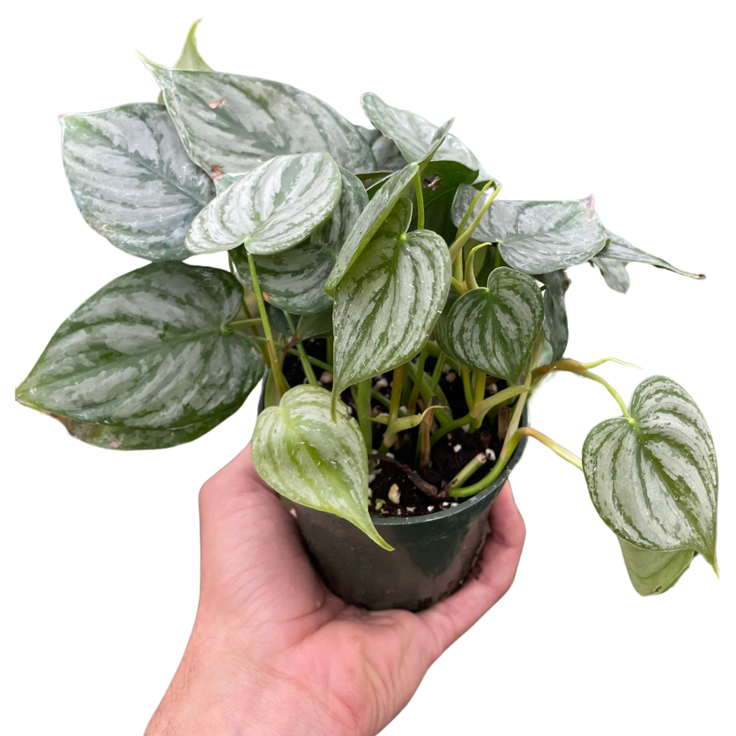 philodendron brandtianum rare Philodendron Brandi