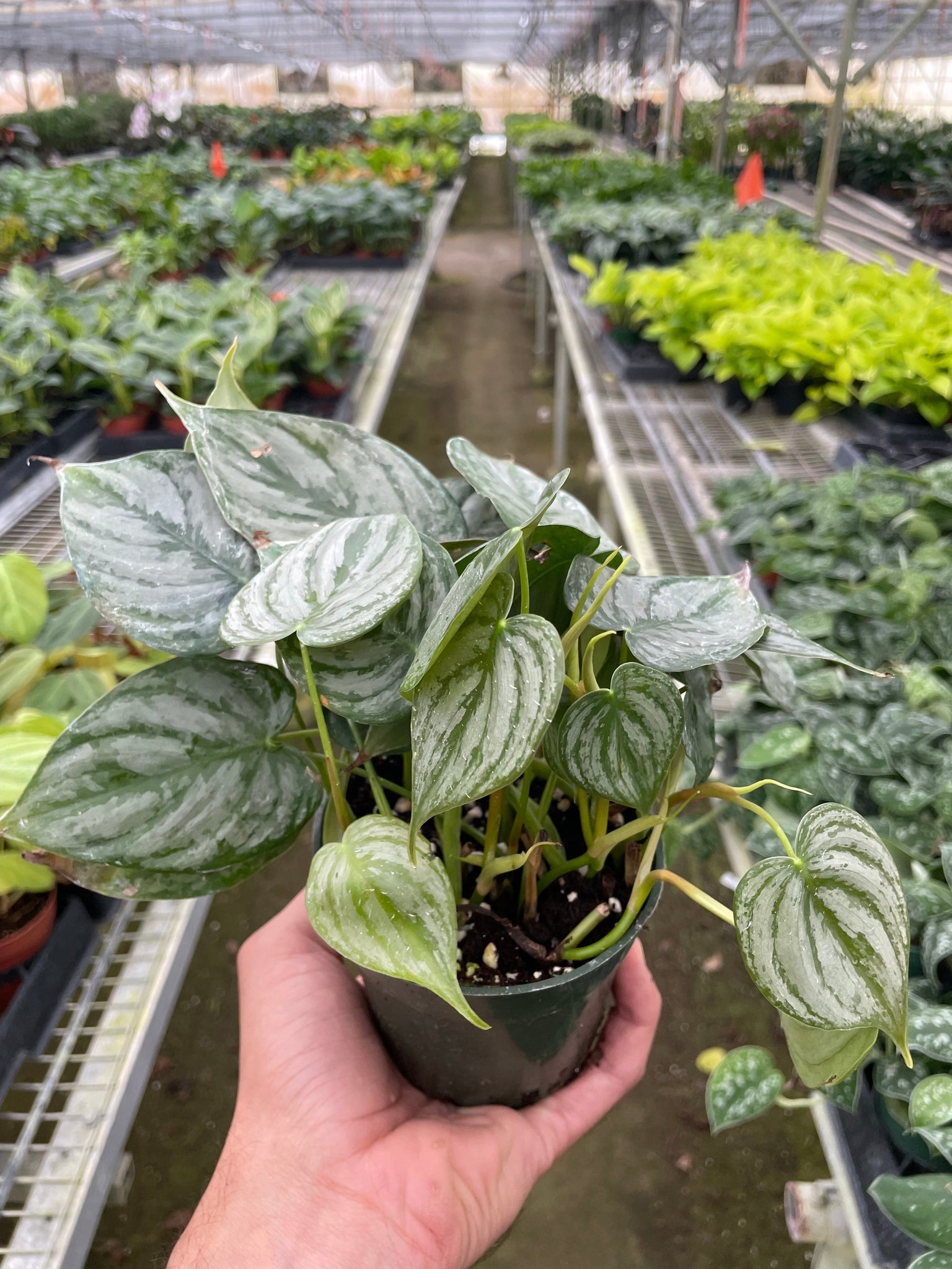 philodendron brandi mature Philodendron Brandi