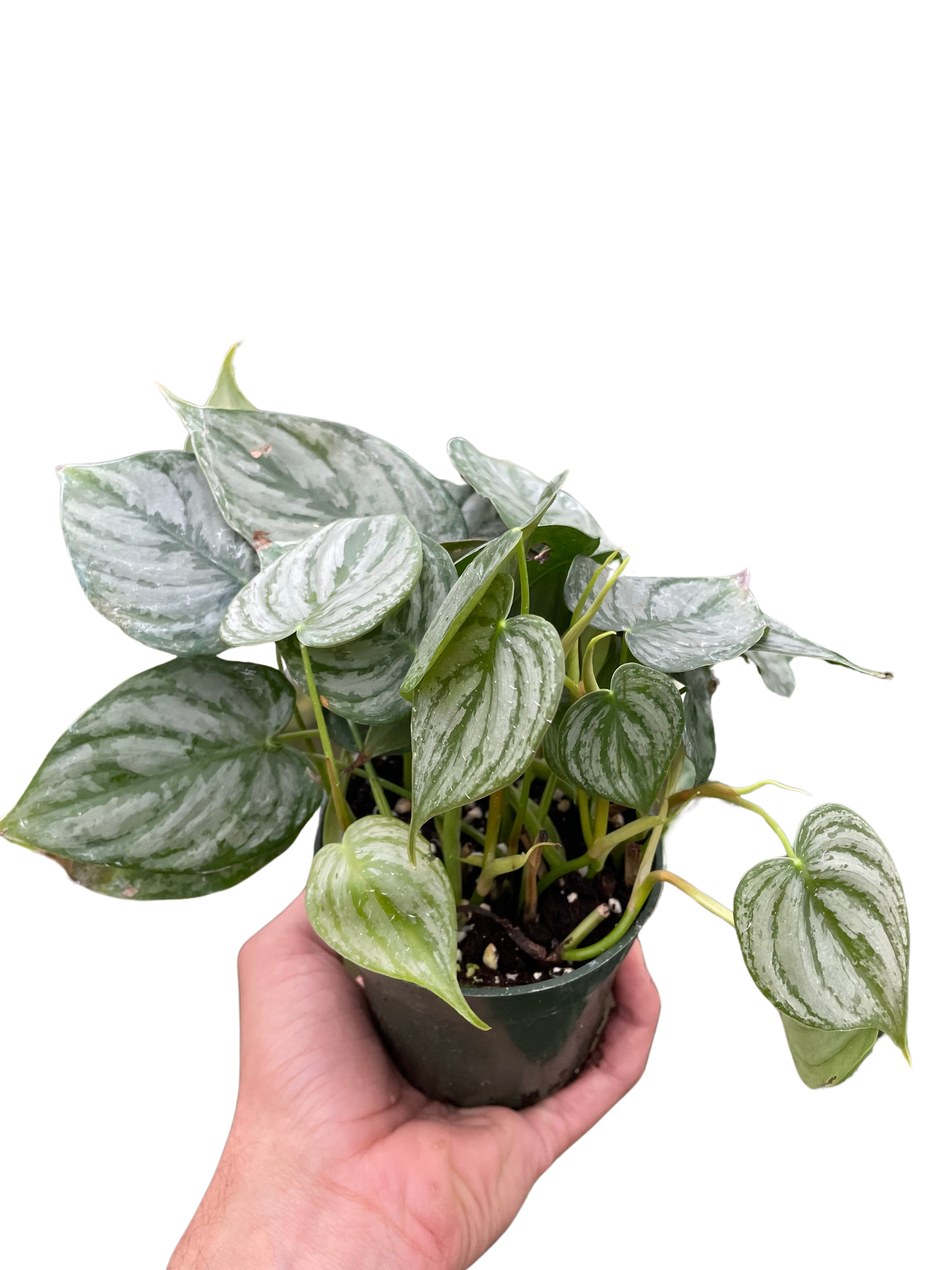 images of philodendron Philodendron 'Brandi' – Mickey Hargitay Plants