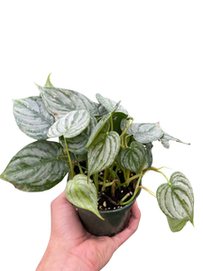 philodendron brandi cutting Philodendron 'Brandi'