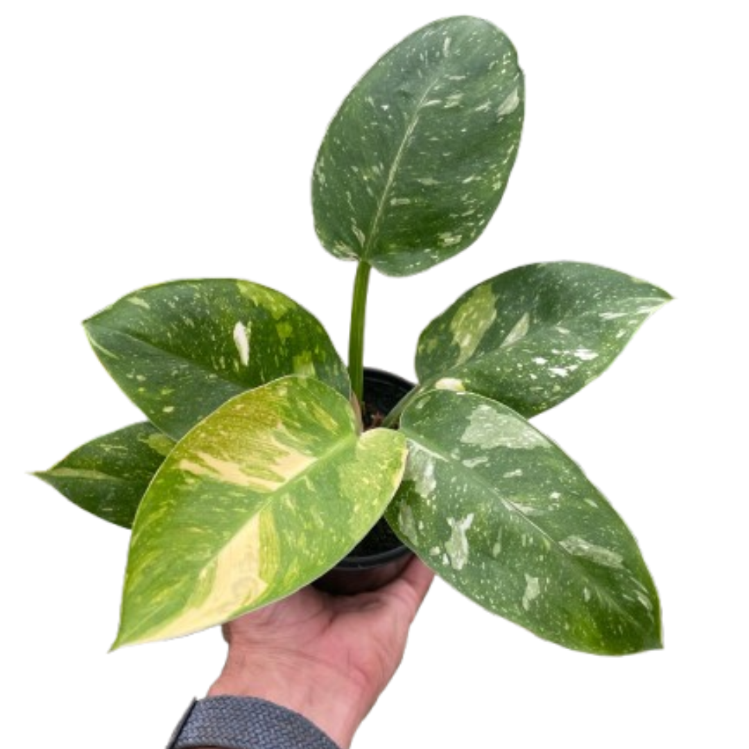 philodendron atom mangrove Philodendron Congo Nuclear