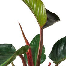 Load image into Gallery viewer, Philodendron &#39;Congo Rojo&#39;