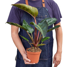 Load image into Gallery viewer, Philodendron &#39;Congo Rojo&#39;