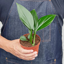 Load image into Gallery viewer, Philodendron &#39;Dragon Tail&#39;